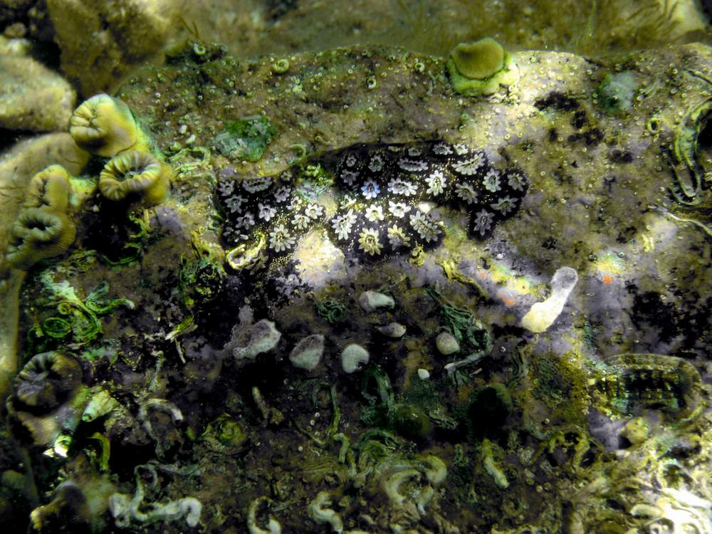 Ascidia: Botryllus sp.